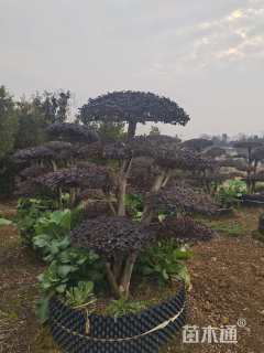 10公分造型红花继木桩