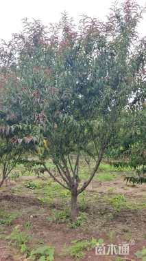 10公分红叶碧桃