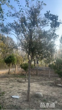 高度600厘米黄杨