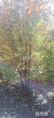 高度500厘米丛生美国红枫