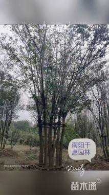 高度800厘米丛生五角枫