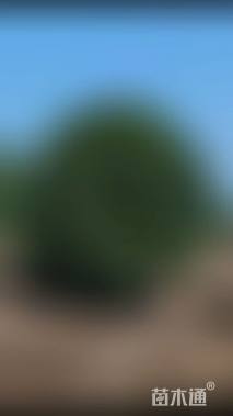 高度400厘米丛生桂花