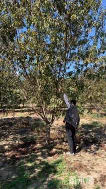 14公分红叶碧桃