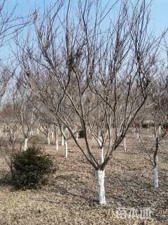 15公分日本红枫