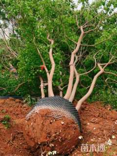 50公分(4杆)丛生乌桕