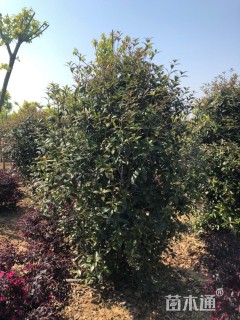 高度200厘米丛生桂花