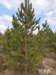 高度3500厘米樟子松