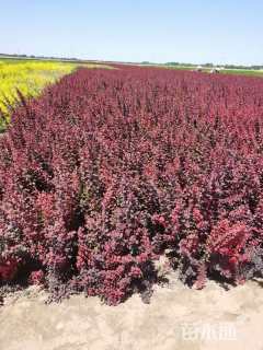 高度60厘米紫叶小檗