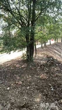 40公分(3杆)丛生榔榆