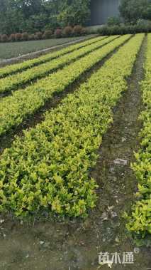 高度10厘米金森女贞