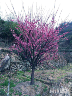 20公分骨里红梅