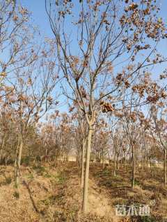 14公分栾树