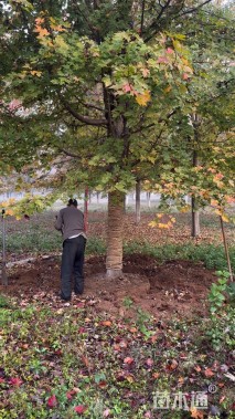 26公分美国红枫