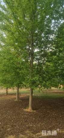 20公分美国红枫