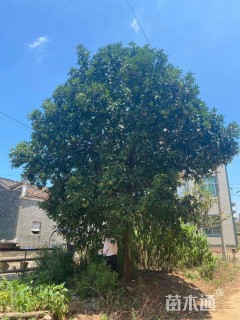 20公分丛生香泡