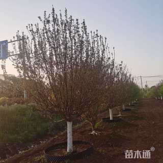 15公分绚丽海棠