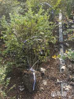 冠幅120厘米火棘球