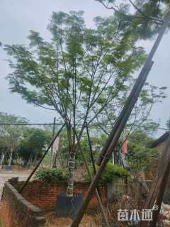 18公分凤凰木