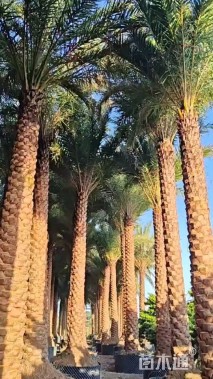 裸干高300厘米银海枣