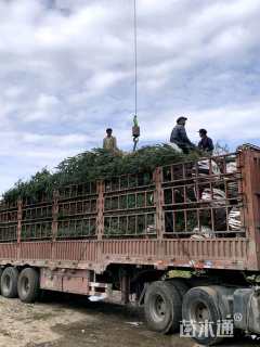 高度400厘米密枝云杉
