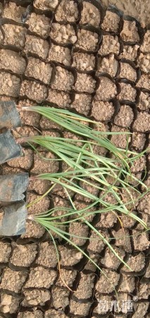 高度30厘米韭兰