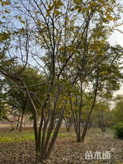 55公分丛生朴树