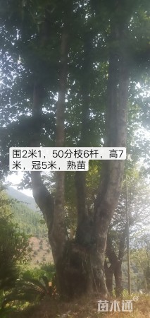 青枫