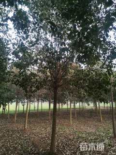 10公分大叶女贞