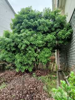 20公分丛生杨梅