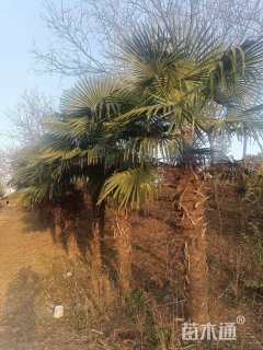裸干高200厘米棕榈