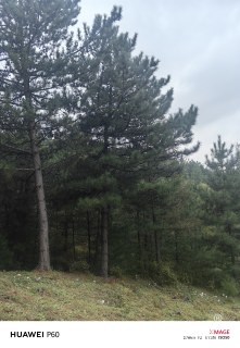 高度500厘米油松