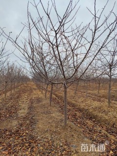 8公分红粉佳人樱