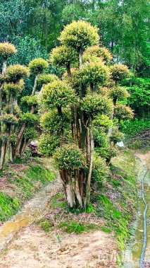 20公分造型赤楠