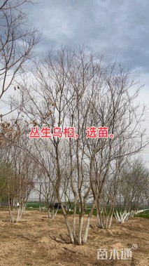 50公分丛生乌桕