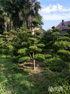 10公分造型黄杨