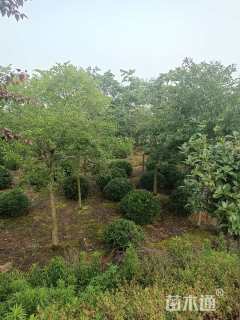 冠幅120厘米海桐球