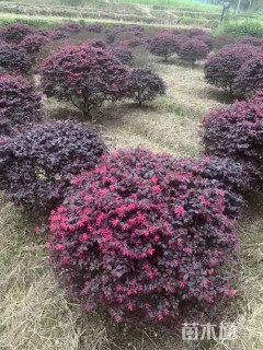 高度1200厘米红花继木