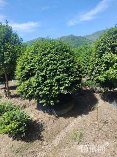 冠幅200厘米茶梅球