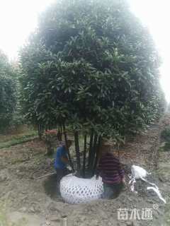 高度350厘米丛生桂花