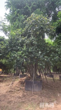 30公分多杆铁冬青