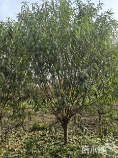 12公分青叶碧桃