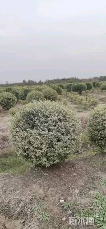 冠幅180厘米无刺枸骨球