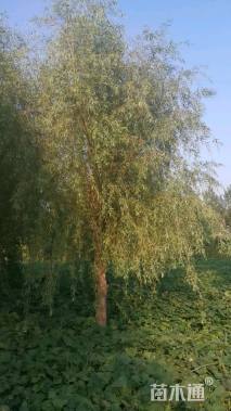 18公分金丝垂柳