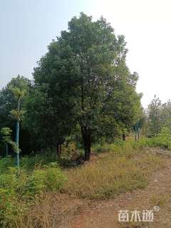 15公分(4杆)丛生香樟