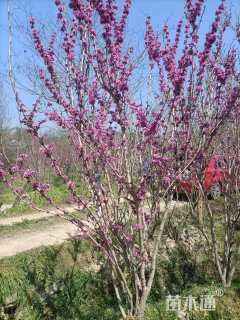 高度350厘米丛生紫荆