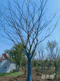 35公分朴树