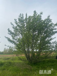 70公分枫杨