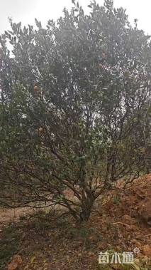 高度400厘米砂糖桔