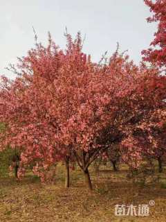 15公分垂丝海棠