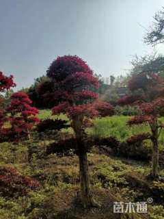 高度220厘米红花继木